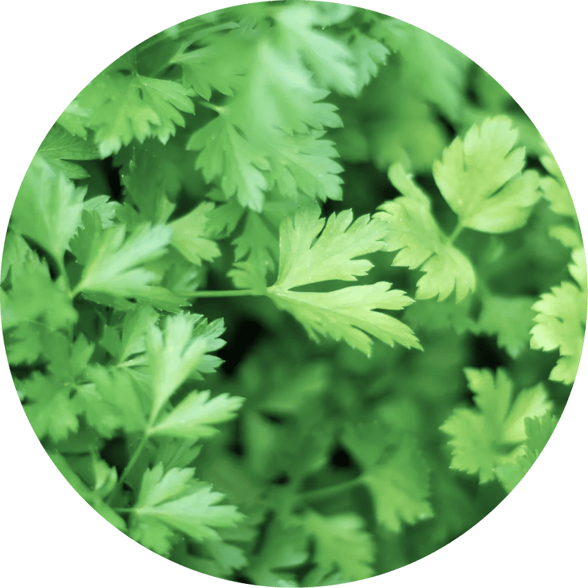 ALMETTE с зеленью